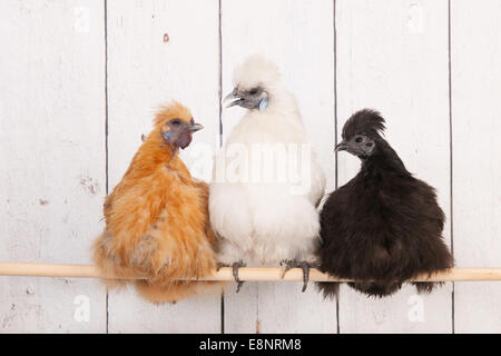 Frills poulets dans poulailler sur stick Banque D'Images