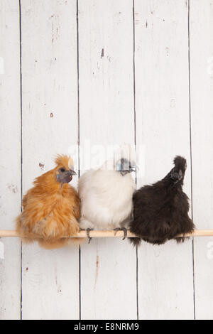 Frills poulets dans poulailler sur stick Banque D'Images