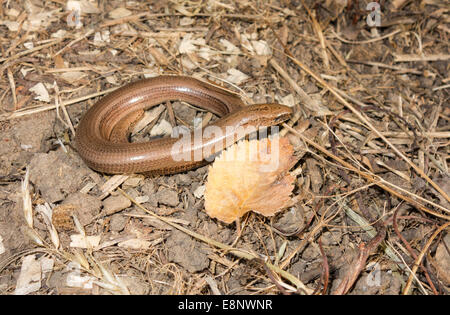 Lente spirale ver (Anguis fragilis) sur une réserve naturelle dans la campagne Herefordshire Banque D'Images