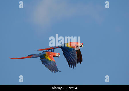 Une paire de Ara macao aras rouges en vol Banque D'Images