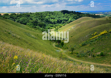 Barton Hills National Nature Reserve, Bedfordshire, Royaume-Uni Banque D'Images