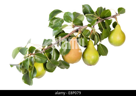 Poire juteuse sur une branche avec des feuilles isolées sur fond blanc Banque D'Images