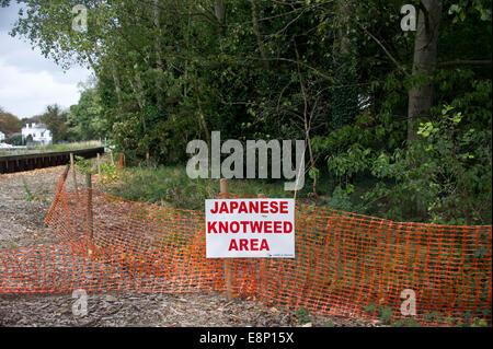 Un signe d'alerte invasion renouée japonaise Banque D'Images