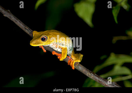 Site tree frog (Hypsiboas geographicus), dans l'habitat, de la famille des Hylidae, la Réserve de Tambopata, région de Madre de Dios, Pérou Banque D'Images