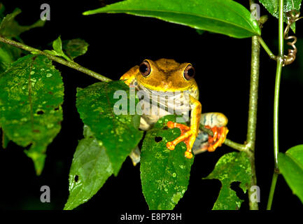 Site tree frog (Hypsiboas geographicus), dans l'habitat, de la famille des Hylidae, la Réserve de Tambopata, région de Madre de Dios, Pérou Banque D'Images