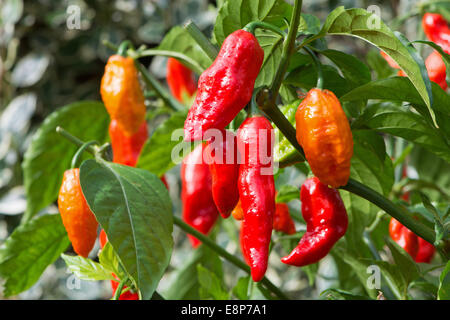 Piments bhut jolokia extrêmement chaud (aka ghost poivrons) en pleine croissance. UK, 2014. Banque D'Images