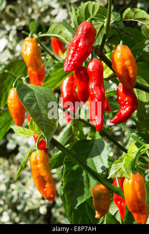 Piments Bhut Jolokia extrêmement chaud (aka ghost poivrons) en pleine croissance. UK, 2014. Banque D'Images