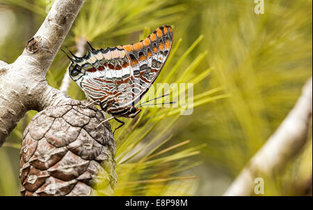 Charaxes jasius, le pacha à deux queues ou Foxy Empereur, est un lépidoptère de la famille des Riodinidae. C'est la seule espèce européenne Banque D'Images