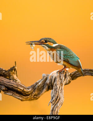 Kingfisher (Alcedo atthis commun), alias Kingfisher Kingfisher eurasien ou la rivière. Cet oiseau se retrouve dans toute l'Eurasie Banque D'Images