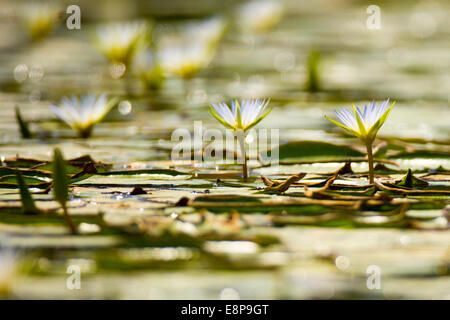 Nymphaea caerulea, principalement connu comme le lotus bleu (ou bleu lotus égyptien), mais aussi nénuphar bleu (ou bleu nénuphar égyptien Banque D'Images