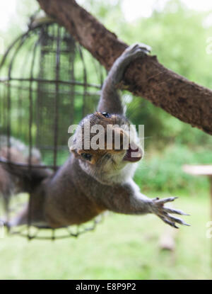 Sciurius carolinensis écureuil gris dans l'humeur agressive après qu'il s'est coincé à l'intérieur d'une preuve d'écureuil mangeoire Banque D'Images