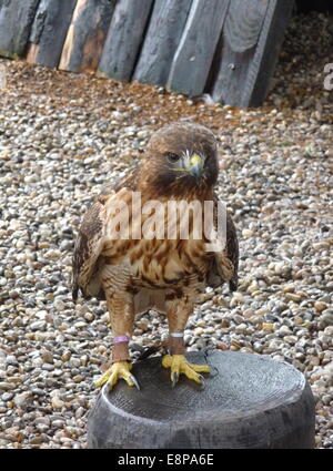 Kantzheim, France. 3e août, 2014. Une buse à queue rousse, photographié à la volerie des Aigles dans Kantzheim, France, 3 août 2014. Photo : Beate Schleep/dpa/Alamy Live News Banque D'Images