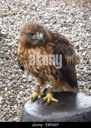 Kantzheim, France. 3e août, 2014. Une buse à queue rousse, photographié à la volerie des Aigles dans Kantzheim, France, 3 août 2014. Photo : Beate Schleep/dpa/Alamy Live News Banque D'Images