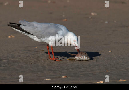 Goéland argenté avec des poissons morts, Chroicocephalus (Larus novaehollandiae) Banque D'Images