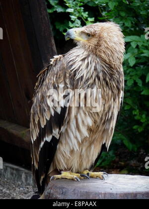 Kantzheim, France. 3e août, 2014. Un aigle, photographié à la volerie des Aigles dans Kantzheim, France, 3 août 2014. Photo : Beate Schleep/dpa/Alamy Live News Banque D'Images