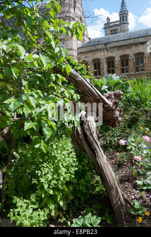 Les 400 ans de mûrier noir (morus nigra) dans le parc de Balliol College, Oxford. Banque D'Images