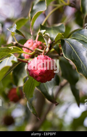 Cornus kousa 'Greensleeves' fruit en automne. Banque D'Images