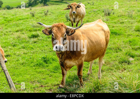 Les vaches salers Brown dans les montagnes du Cantal, France Banque D'Images