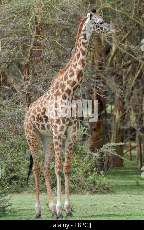 Girafe masaï debout dans une région boisée. Banque D'Images