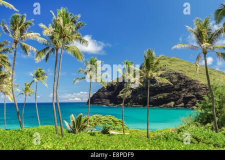 Makapuu Point avec palmiers sur Oahu, Hawaii Banque D'Images