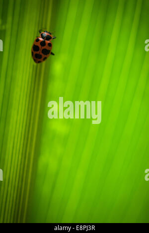 Une coccinelle (Coleomegilla maculata) en haut d'un parasitoïde Dinocampus coccinellae) cocon (comme vu sur une feuille dans un champ de maïs. Banque D'Images