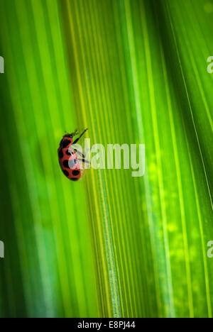 Une coccinelle (Coleomegilla maculata) en haut d'un parasitoïde Dinocampus coccinellae) cocon (comme vu sur une feuille dans un champ de maïs. Banque D'Images