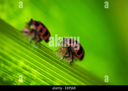 Deux coccinelles (Coleomegilla maculata) en haut d'un parasitoïde Dinocampus coccinellae) cocon (comme vu sur une feuille dans un champ de maïs. Banque D'Images