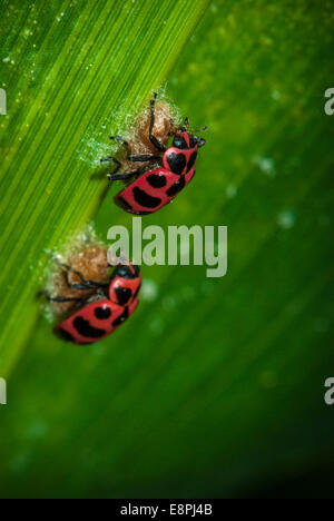 Deux coccinelles (Coleomegilla maculata) en haut d'un parasitoïde Dinocampus coccinellae) cocon (comme vu sur une feuille dans un champ de maïs. Banque D'Images