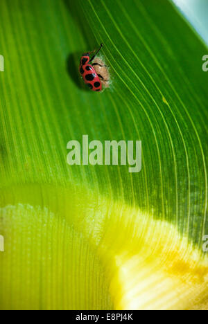 Une coccinelle (Coleomegilla maculata) en haut d'un parasitoïde Dinocampus coccinellae) cocon (comme vu sur une feuille dans un champ de maïs. Banque D'Images