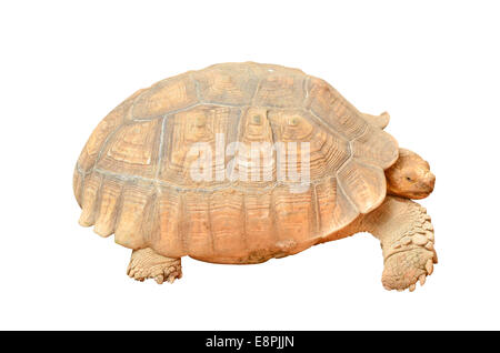 Tortue géante (Geochelone gigantea) isolé sur fond blanc Banque D'Images