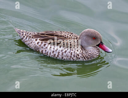 Sarcelle du Cap (Anas capensis) natation Banque D'Images