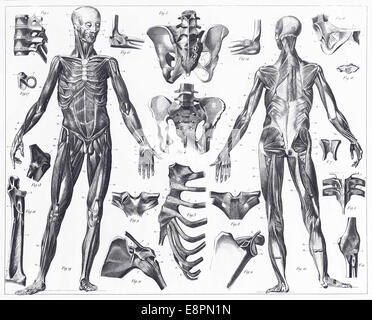 Illustrations gravées de l'anatomie des ligaments et muscles d'encyclopédie iconographique de la science, de la littérature et l'Art Banque D'Images