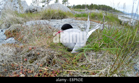 Sterna paradisaea, Sterne arctique. La photo a été prise dans le golfe de Kandalakcha la Mer Blanche. La Russie, région de Mourmansk. Island Lo Banque D'Images