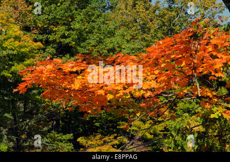 Couleurs d'automne près d'Ottawa river valley à sunny day Banque D'Images