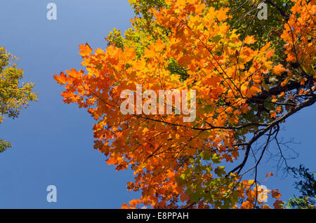 L'automne arbre coloré en parc. Le Parc de la Gatineau, Québec Banque D'Images