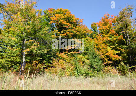 Couleurs d'automne près d'Ottawa river valley à sunny day Banque D'Images