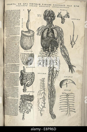 Une carte anatomique de l'ouvrage d'Andreas Vesalius 'de humani corporis fabrica'. L'illustration met en évidence les vaisseaux sanguins humains, avec les organes clés numérotés, et offre des instructions pour assembler une figure anatomique en couches. Banque D'Images