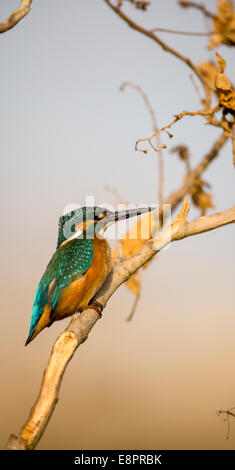 Kingfisher (Alcedo atthis commun), alias Kingfisher Kingfisher eurasien ou la rivière. Cet oiseau se retrouve dans toute l'Eurasie Banque D'Images