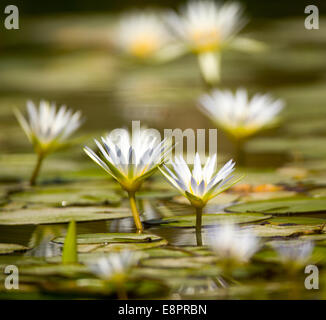 Nymphaea caerulea, principalement connu comme le lotus bleu (ou bleu lotus égyptien), mais aussi nénuphar bleu (ou bleu nénuphar égyptien Banque D'Images