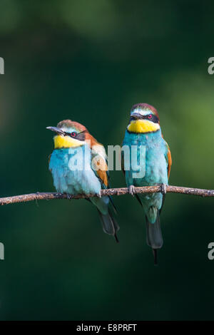 Deux des guêpiers d'Europe (Merops apiaster) perché sur une branche Banque D'Images