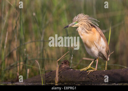 Crabier chevelu (Ardeola ralloides) debout sur un journal en partie submergé Banque D'Images