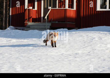 Un renard roux (Vulpes vulpes) est debout devant une maison en bois rouge en Suède sur une journée d'hiver ensoleillée. Banque D'Images