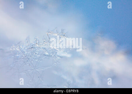 Extreme close-up de flocons. Banque D'Images