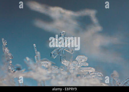 Extreme close-up de flocons. Banque D'Images