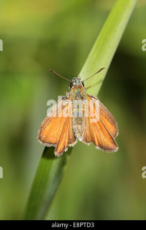 Une femelle papillon Essex Skipper reposant sur l'herbe, Cambridgeshire, Angleterre, Royaume-Uni. Banque D'Images