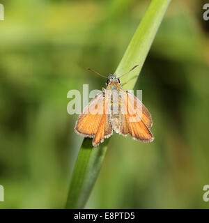 Une femelle papillon Essex Skipper reposant sur l'herbe, Cambridgeshire, Angleterre, Royaume-Uni. Banque D'Images