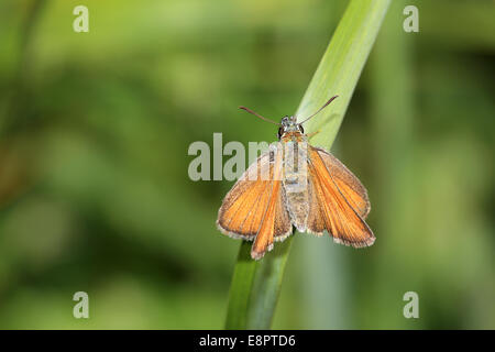 Une femelle papillon Essex Skipper reposant sur l'herbe, Cambridgeshire, Angleterre, Royaume-Uni. Banque D'Images