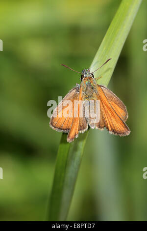 Une femelle papillon Essex Skipper reposant sur l'herbe, Cambridgeshire, Angleterre, Royaume-Uni. Banque D'Images