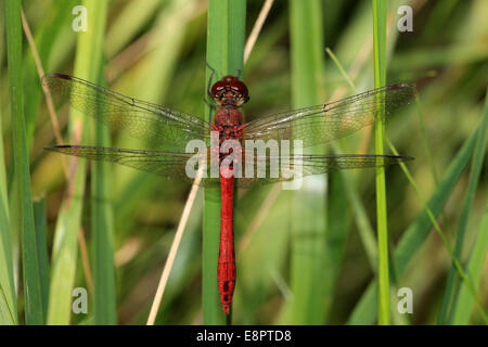 Un mâle Ruddy Darter dragonfly resting on grass, Wicken, Cambridgeshire, Angleterre, Royaume-Uni. Banque D'Images