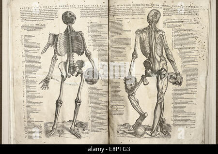 Image de Andreas Vesalius 'de humani corporis fabrica', montrant deux pages en face avec des illustrations du squelette humain. La page de gauche présente la vue frontale, tandis que la page de droite montre la vue arrière, avec les muscles et les os étiquetés pour l'étude anatomique. Banque D'Images